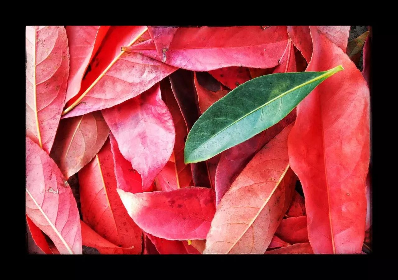 手机摄影作品赏析,手机摄影作品也可以美不胜收