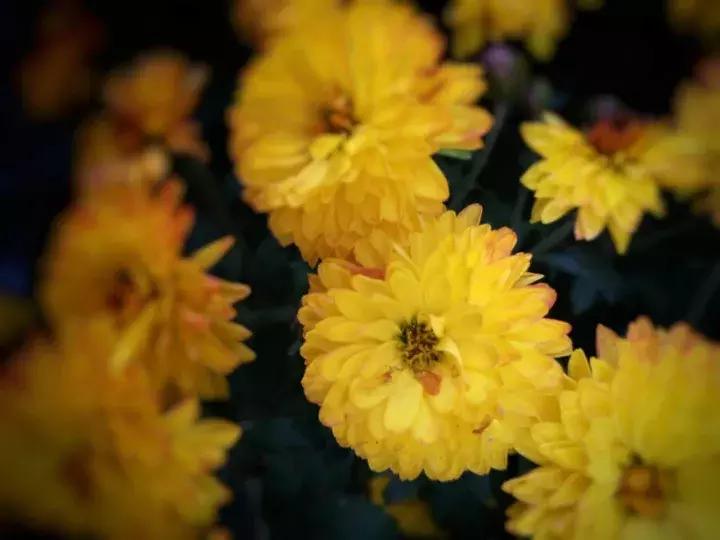 手机摄影作品赏析,手机摄影作品也可以美不胜收