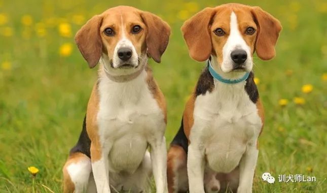 比格犬高山地区,农村比格犬