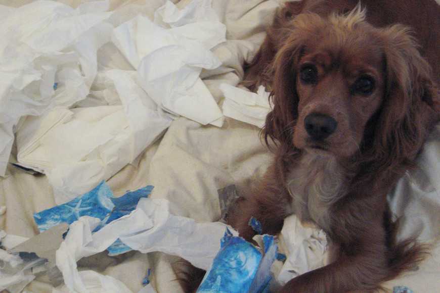 狗狗老是咬厕所的纸怎么办,狗狗咬纸板会不会吃下去