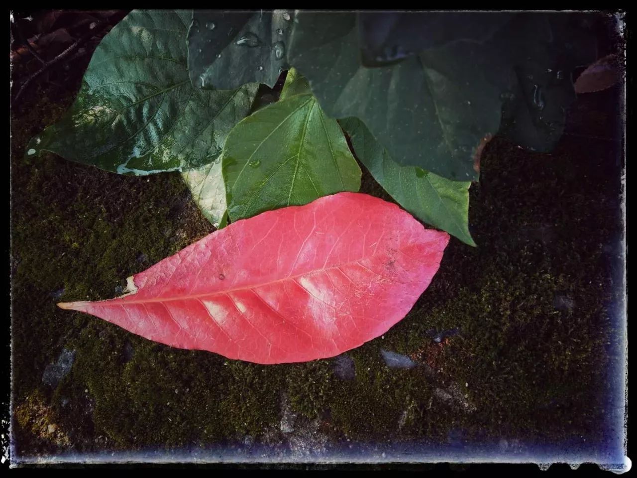 手机摄影作品赏析,手机摄影作品也可以美不胜收