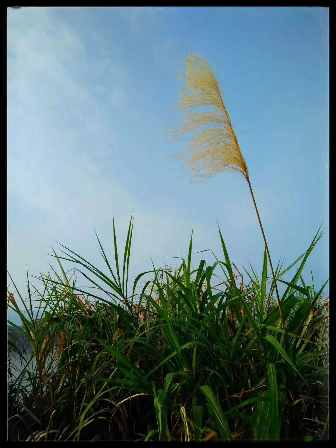 手机摄影作品赏析,手机摄影作品也可以美不胜收