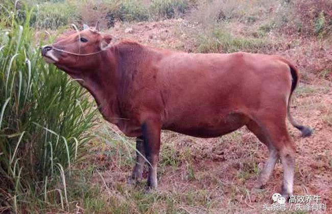 牛农药中毒用什么药解,牛农药中毒怎么解