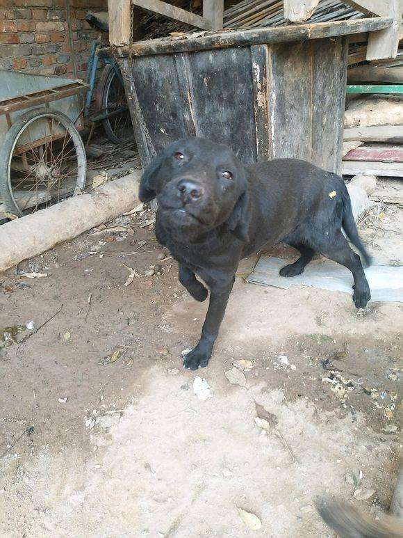 你对犬的疫苗了解多少,猫狗狂犬病科普