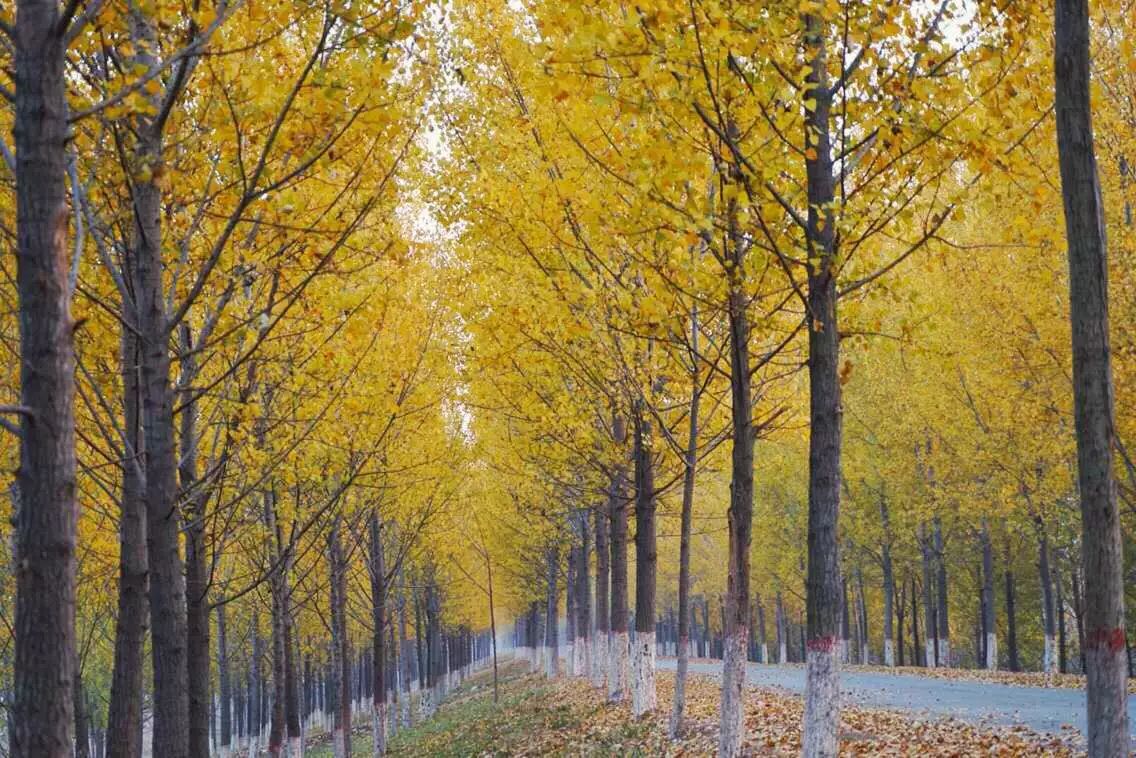 手机摄影作品赏析,手机摄影作品也可以美不胜收