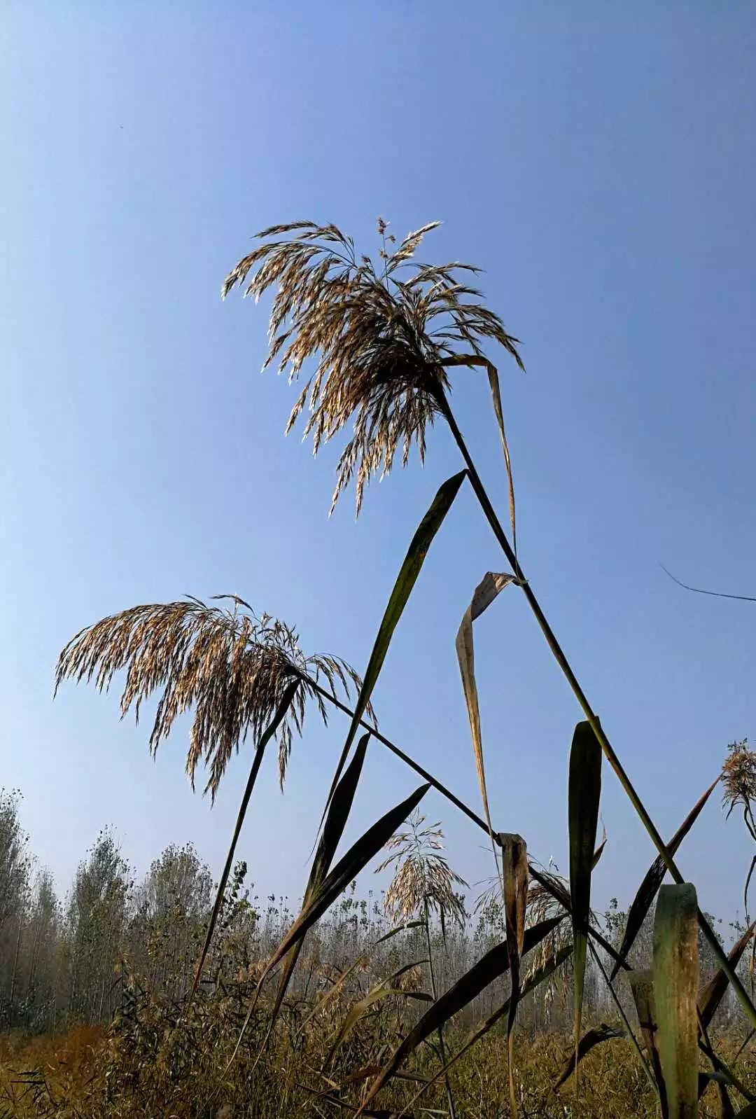 手机摄影作品赏析,手机摄影作品也可以美不胜收