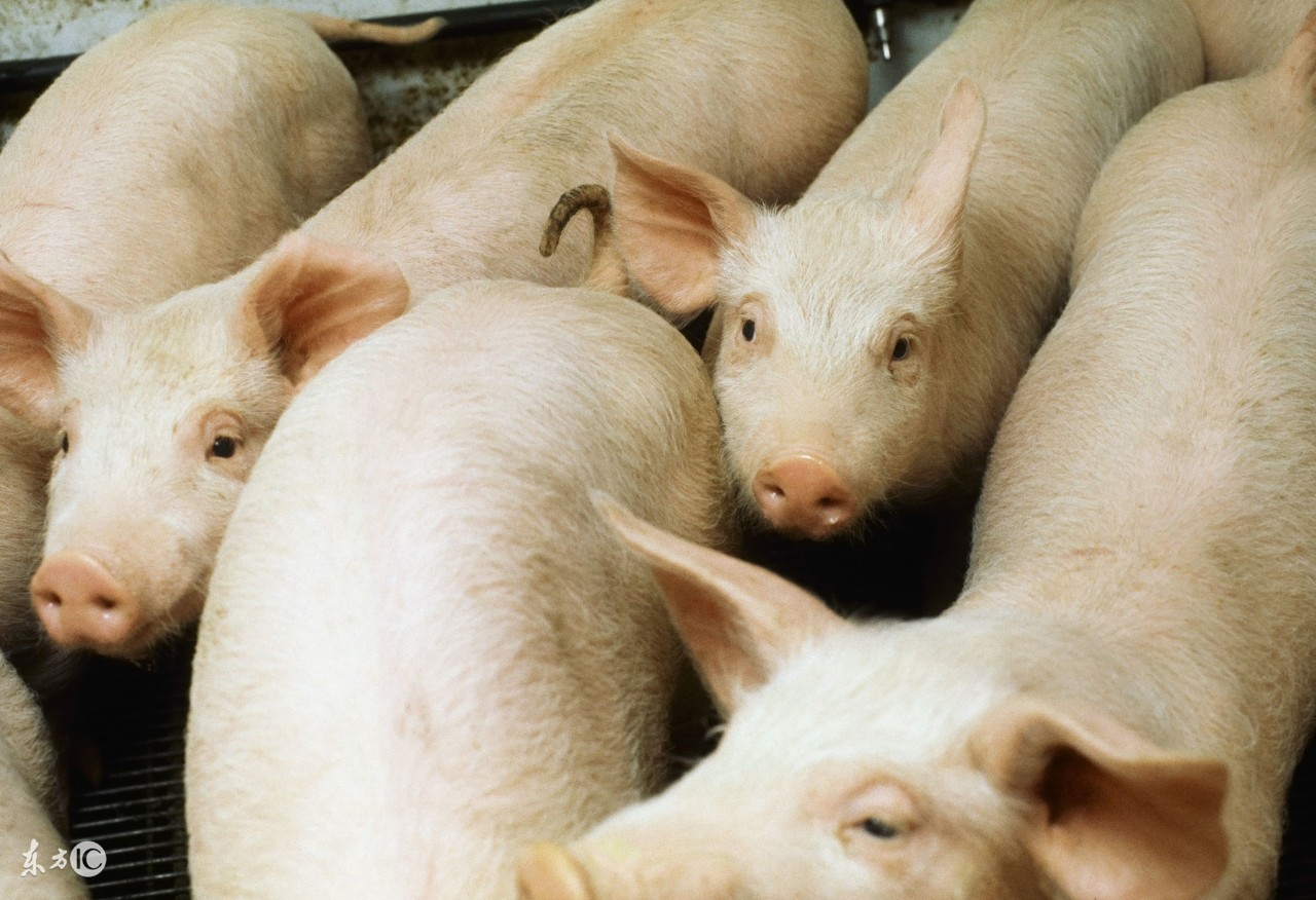 什么猪最好养又长出肉,什么样的猪好养