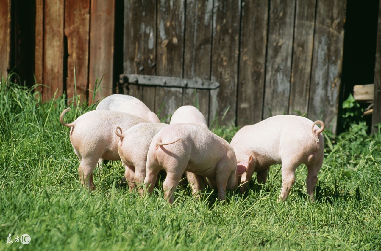 什么猪最好养又长出肉,什么样的猪好养