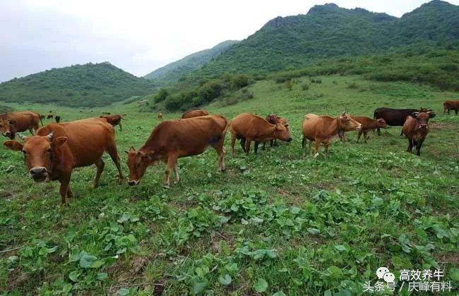 牛农药中毒用什么药解,牛农药中毒怎么解