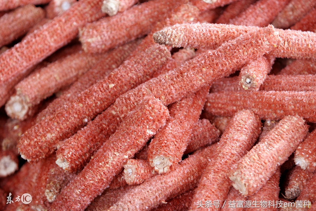 用em菌发酵麦麸,用EM菌种发酵厨余水肥