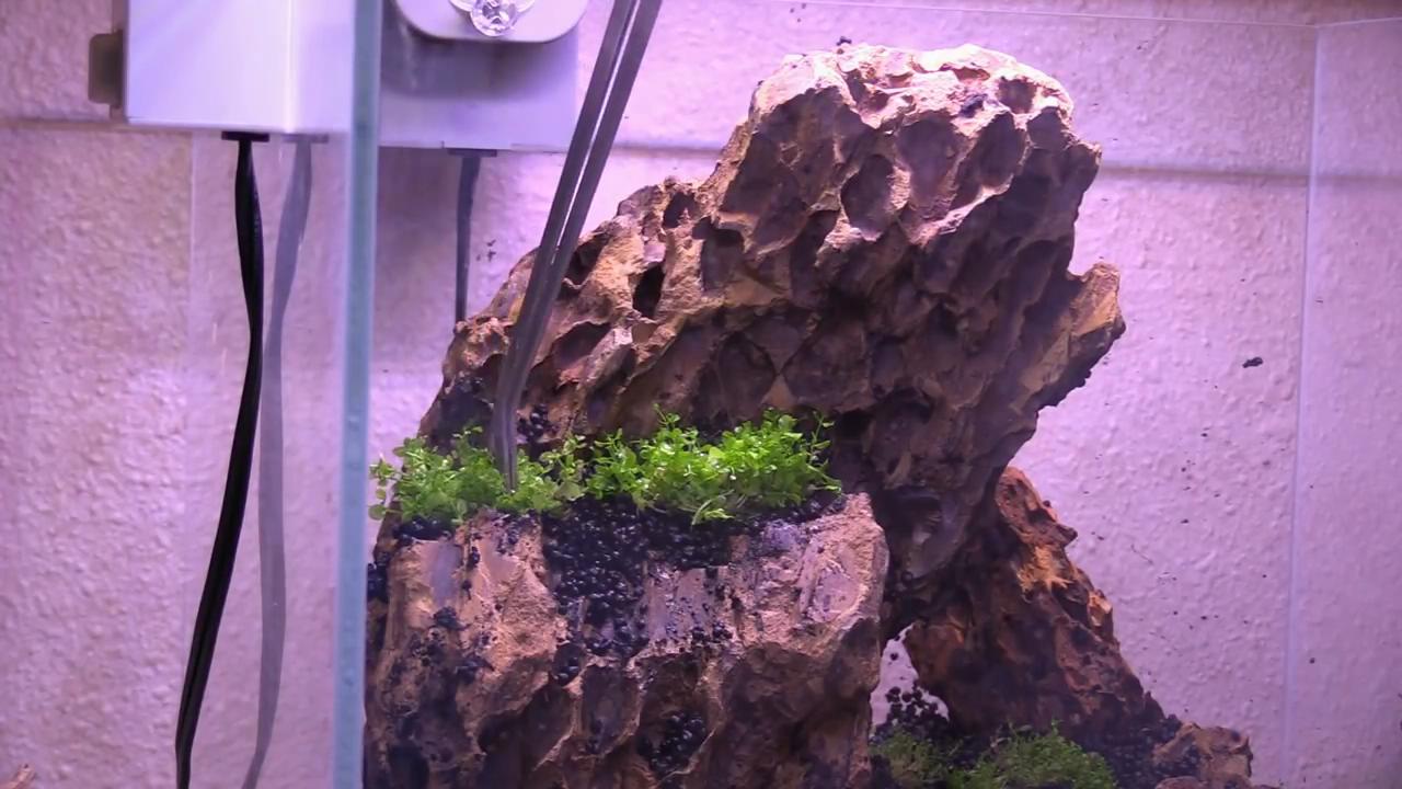 小型鱼缸草缸造景效果图,简单的草缸造景制作