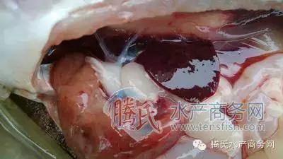 齐同俊医生年度总结,渔医齐同俊简介