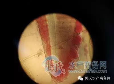 齐同俊医生年度总结,渔医齐同俊简介