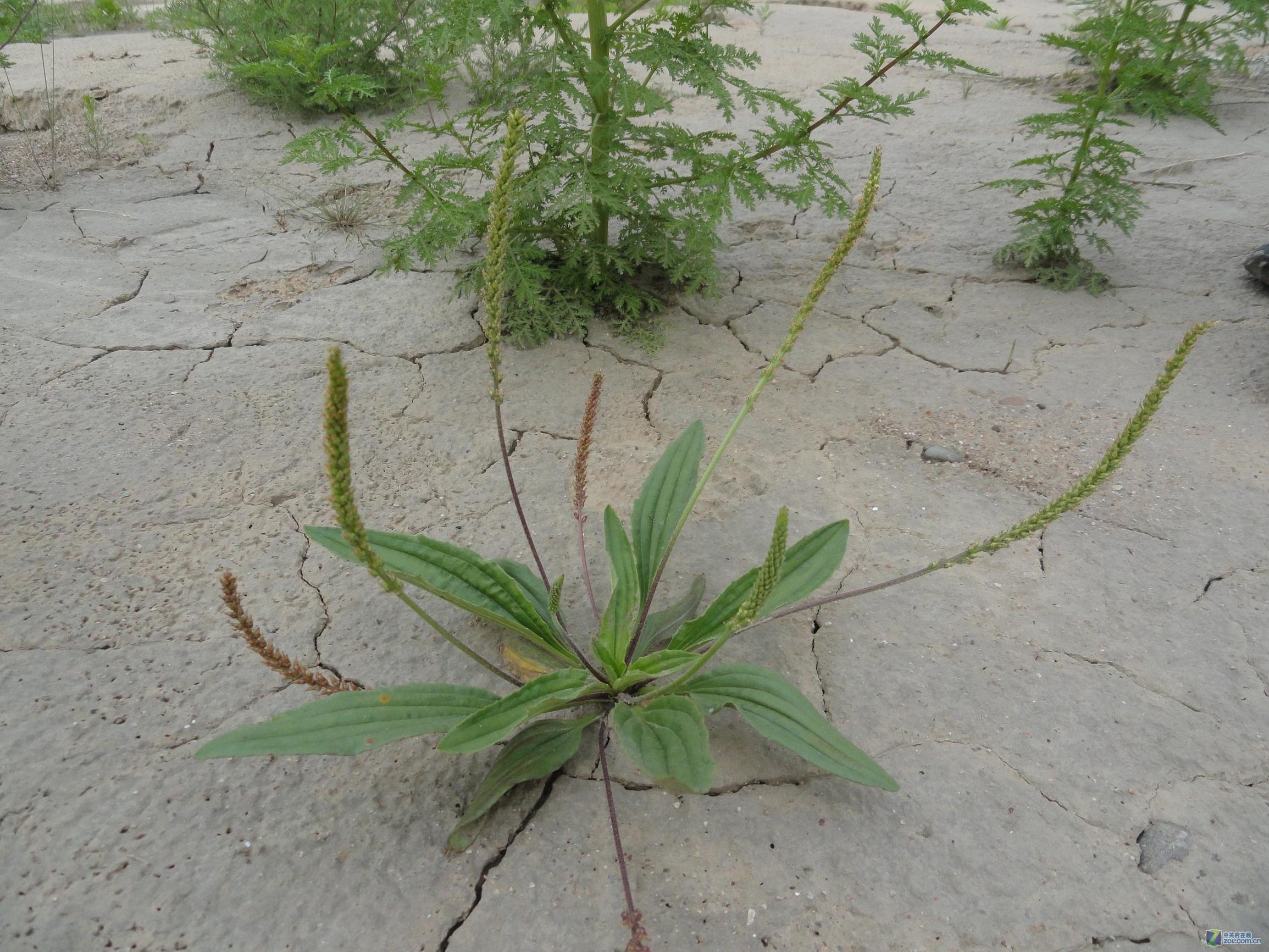 车前子的叶子的作用,车前草是一种难得的中草药
