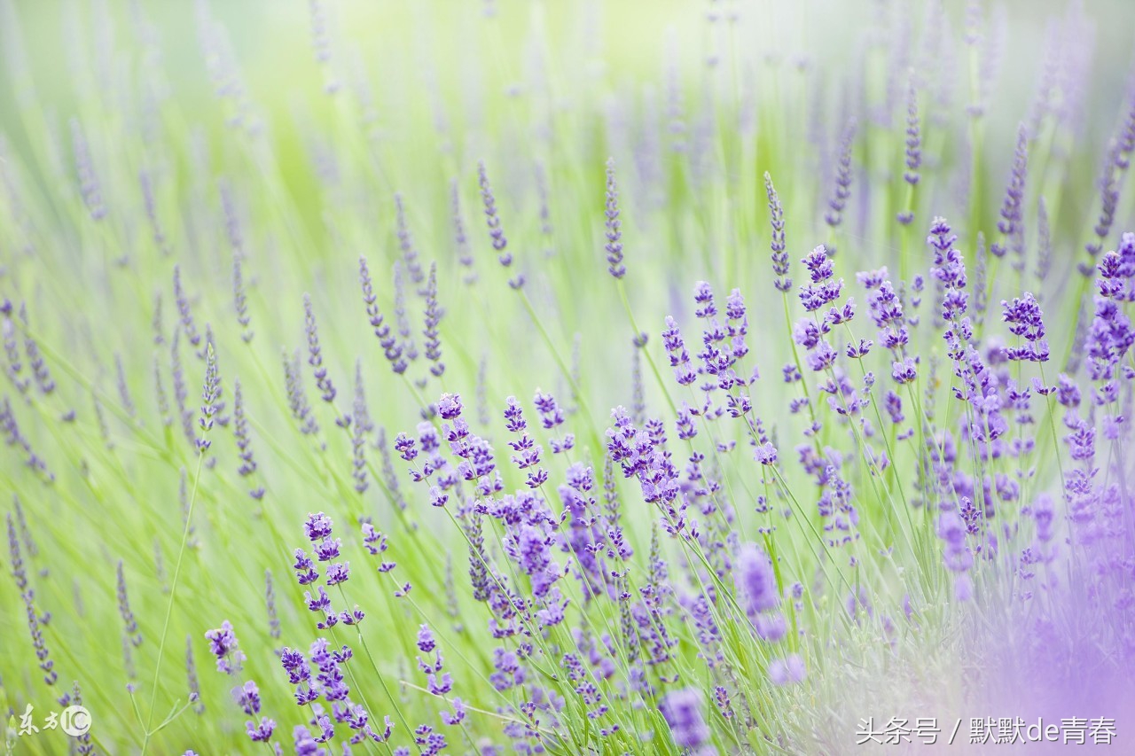 适合做手机铃声的歌曲推荐中文,适合做手机铃声的歌女生名单