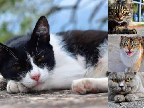 困扰他几十年的哮喘和过敏杂症，在他纯素饮食后彻底消失！