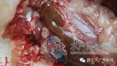 齐同俊医生年度总结,渔医齐同俊简介