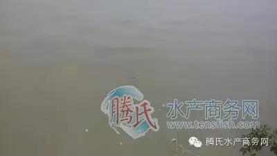 齐同俊医生年度总结,渔医齐同俊简介