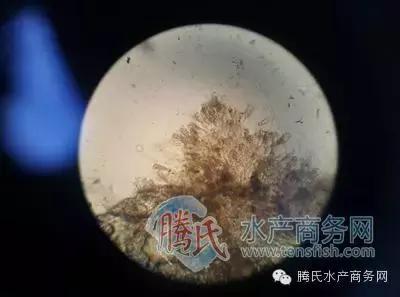 齐同俊医生年度总结,渔医齐同俊简介