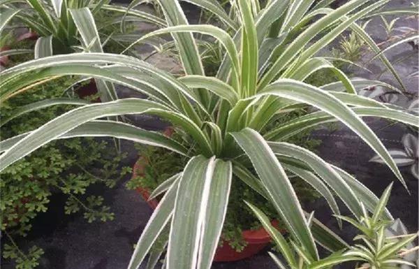 绿萝叶片不翠绿,绿萝长得很茂密