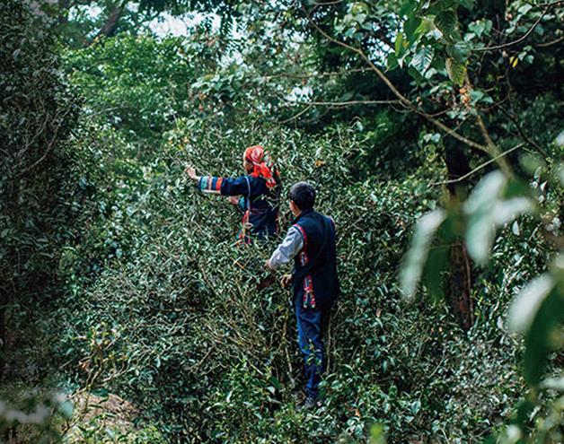 普洱七大茶山简介资料大全及图片,茶山介绍之新六大普洱茶山
