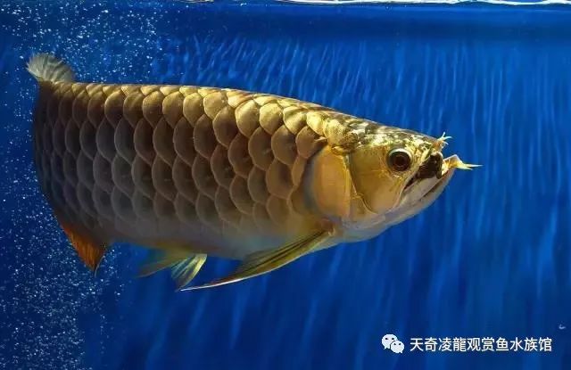 如何提高龙鱼发色,nec3000k能利于龙鱼发色吗