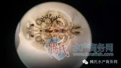 齐同俊医生年度总结,渔医齐同俊简介