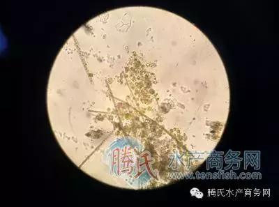 齐同俊医生年度总结,渔医齐同俊简介