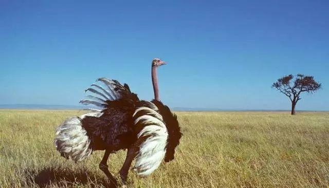 鸵鸟皮衣护理,鸵鸟皮的护理方法和关注事项