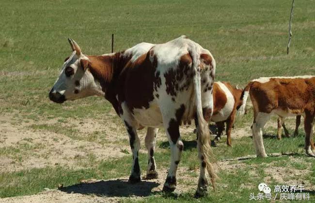 牛农药中毒用什么药解,牛农药中毒怎么解