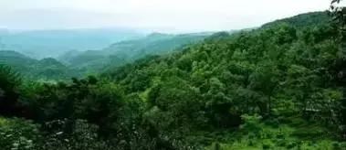 普洱七大茶山简介资料大全及图片,茶山介绍之新六大普洱茶山