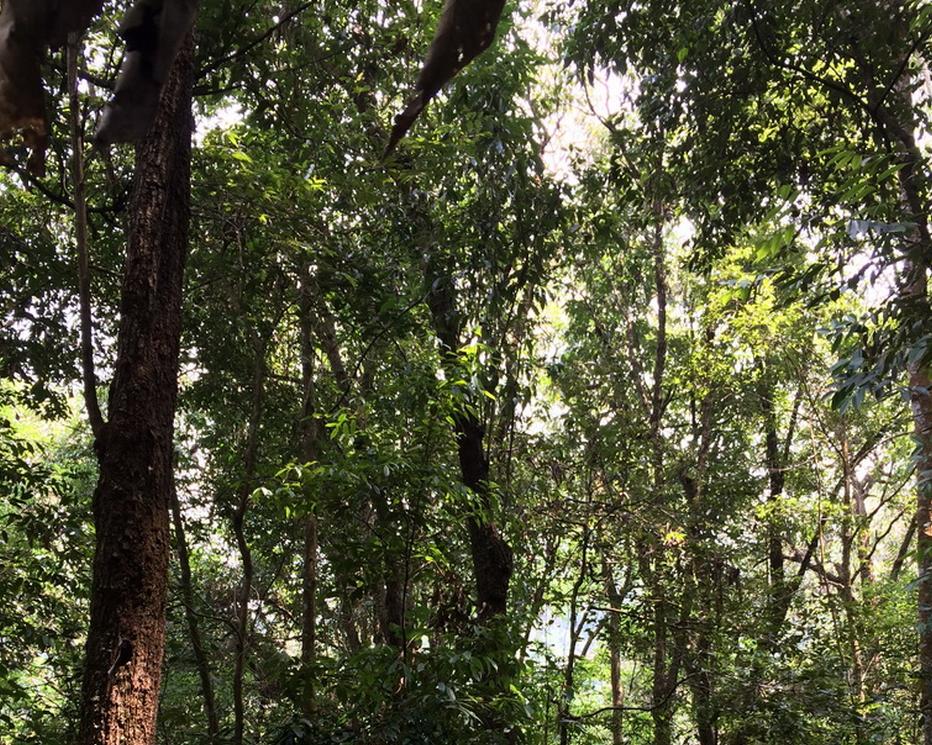 普洱七大茶山简介资料大全及图片,茶山介绍之新六大普洱茶山
