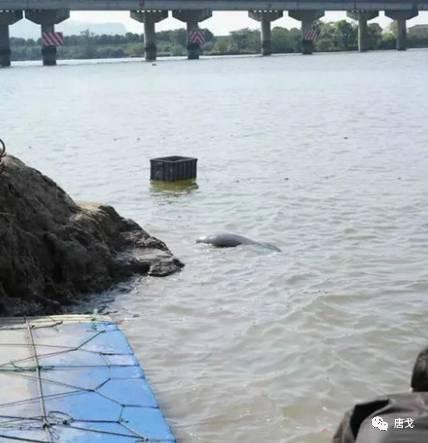 肥唐说：午睡姿势调整不好，医院手术少不了！