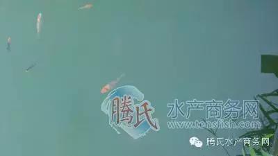 齐同俊医生年度总结,渔医齐同俊简介