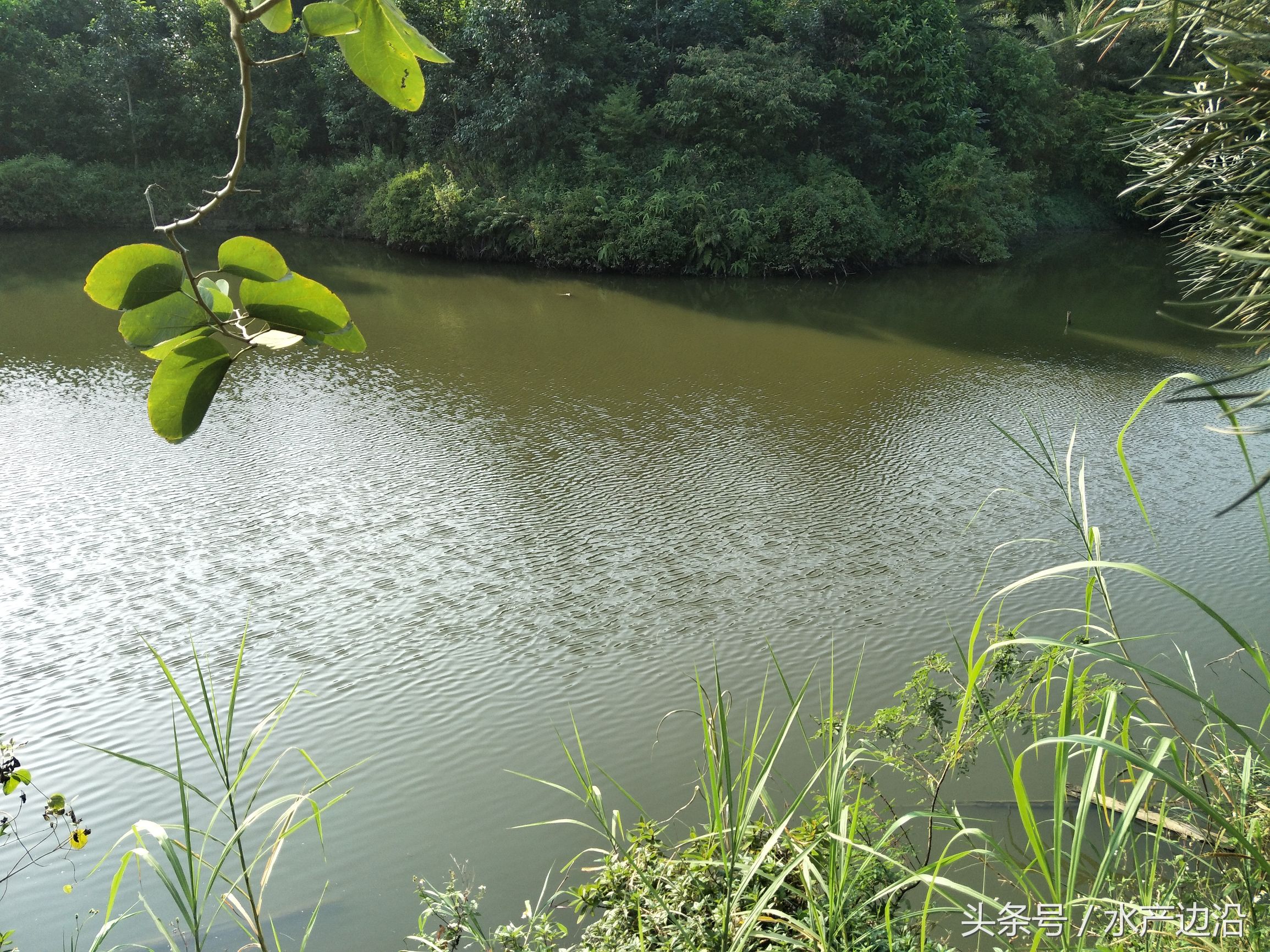 水产养殖是什么原因造成倒藻,水产养殖死藻多如何处理