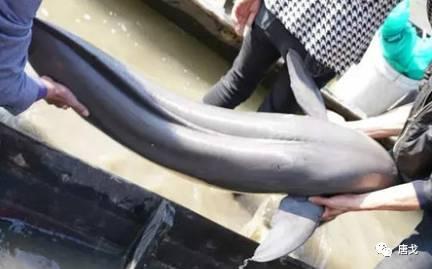 肥唐说：午睡姿势调整不好，医院手术少不了！