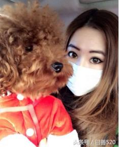 如何判断泰迪纯不纯种,如何判断泰迪年龄