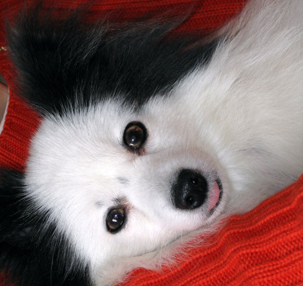 狗狗蝴蝶犬,每日一读动物小狗