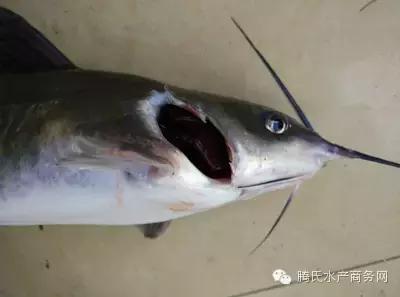 齐同俊医生年度总结,渔医齐同俊简介