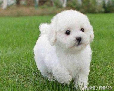 如何判断泰迪纯不纯种,如何判断泰迪年龄
