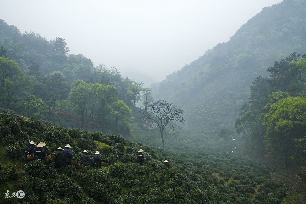 普洱七大茶山简介资料大全及图片,茶山介绍之新六大普洱茶山