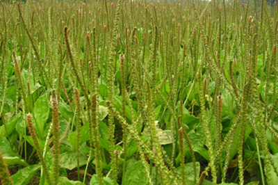 车前子的叶子的作用,车前草是一种难得的中草药