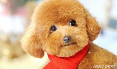 如何判断泰迪纯不纯种,如何判断泰迪年龄