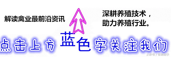 薰衣草枯死了怎么办及图片,薰衣草的病害