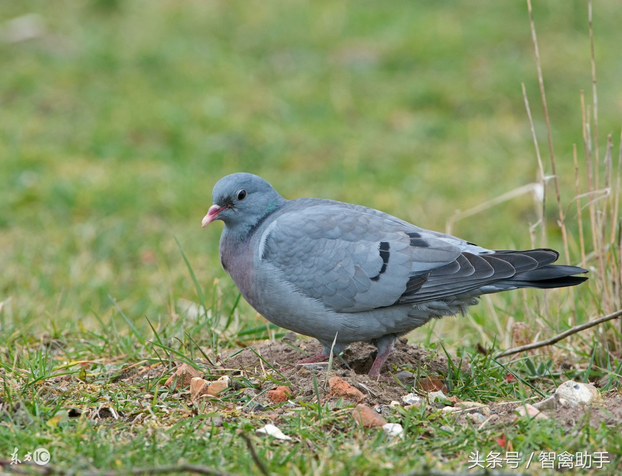 鸽子马立克,鸽子马利克怎么治疗