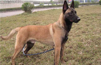 马犬皮肤病很严重怎么治疗,马犬皮肤病的治疗方法