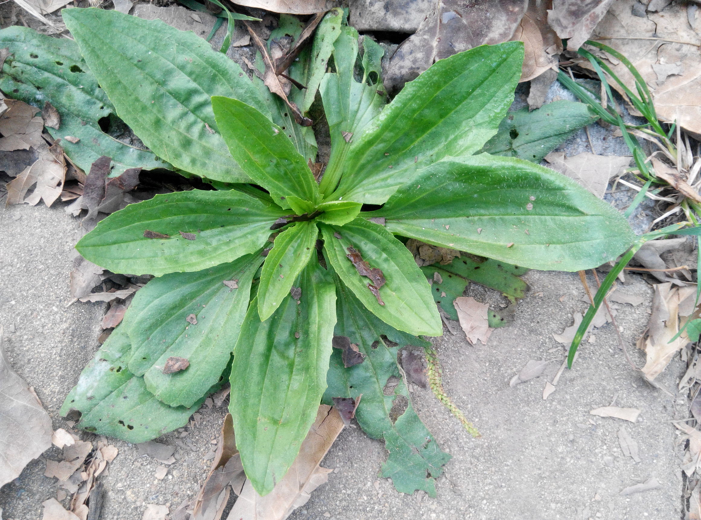 车前子的叶子的作用,车前草是一种难得的中草药