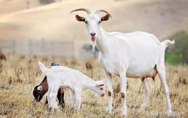 不带膻味的奶粉,奶粉有膻味怎么办
