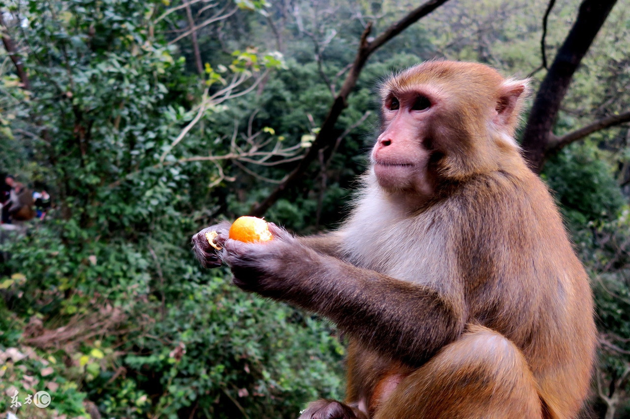 80年生肖猴2023年每月运程运势,2022生肖猴女运势大全每月运程