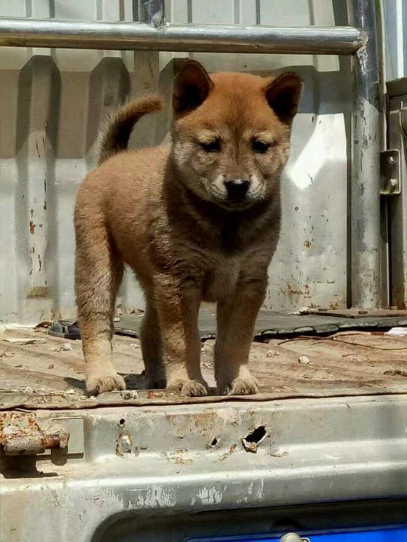 土狗，真的就比宠物狗差吗？看完这一组土狗再说